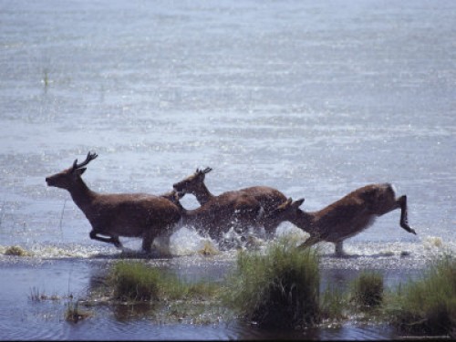 Deer running for the water.